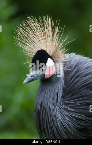 Afrikanische schwarze oder schwarz-necked oder westafrikanischen gekrönter Kran (Balearica Pavonina Pavonina). Stockfoto