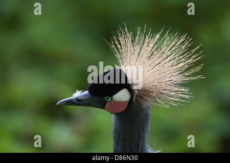 Afrikanische schwarze oder schwarz-necked oder westafrikanischen gekrönter Kran (Balearica Pavonina Pavonina). Suchen Sie nach oben, Raptor Aufwand? Stockfoto