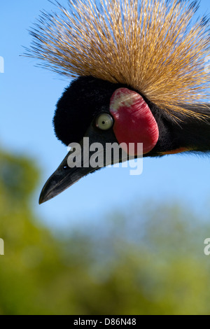 Afrikanische schwarze oder schwarz-necked oder westafrikanischen gekrönter Kran (Balearica Pavonina Pavonina). "Low-Intensity" Aggression Display. Stockfoto