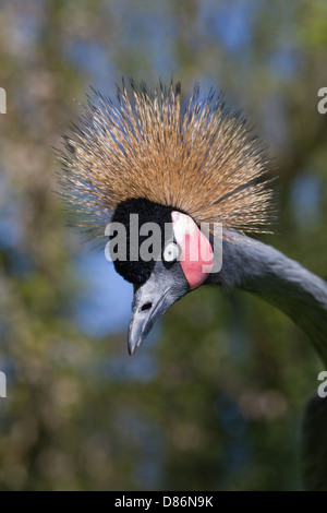 Afrikanische schwarze oder schwarz-necked oder westafrikanischen gekrönter Kran (Balearica Pavonina Pavonina). "Low-Intensity" Aggression Display. Stockfoto