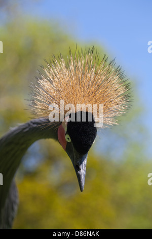 Afrikanische schwarze oder schwarz-necked oder westafrikanischen gekrönter Kran (Balearica Pavonina Pavonina). "Low-Intensity" Aggression Display. Stockfoto