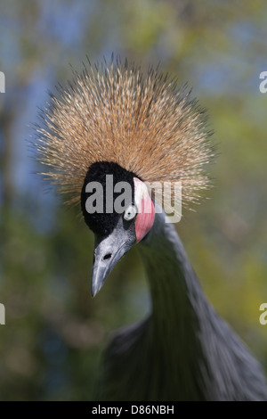 Afrikanische schwarze oder schwarz-necked oder westafrikanischen gekrönter Kran (Balearica Pavonina Pavonina). "Low-Intensity" Aggression Display. Stockfoto