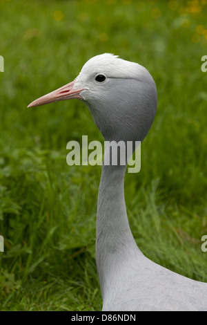 Blau oder Paradies Kran Anthropoides paradisea Stockfoto