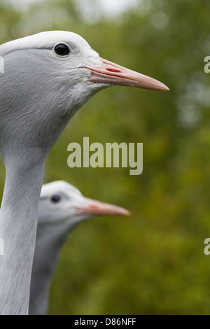 Blaue Kran Anthropoides Paradies. Paar. Stockfoto