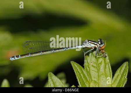 Kleinen Bluetail (Ischnura Pumilio) Stockfoto