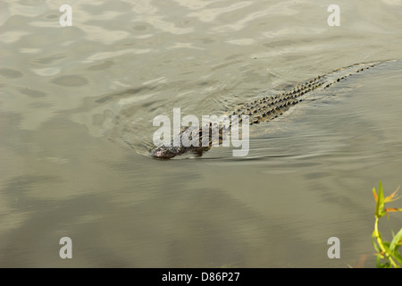 Ein amerikanischer Alligator schwimmt entlang in einem küstennahen Feuchtgebiet in South Carolina, USA Stockfoto