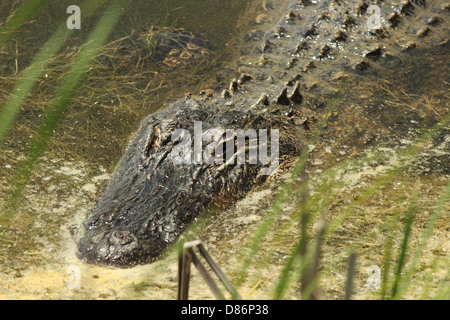 Eine Nahaufnahme von einem American Alligator schwimmen entlang in einem küstennahen Feuchtgebiet in South Carolina, USA Stockfoto