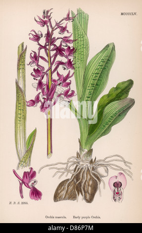 Pflanzen: Orchis Mascula oder Early Purple Orchid. Stockfoto