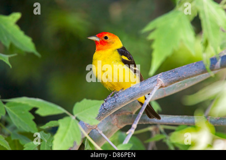 Western Tanager Piranga Ludoviciana Catalina Mountains, Pima County, Arizona, USA 18 können Erwachsene männliche Thraupidae Stockfoto