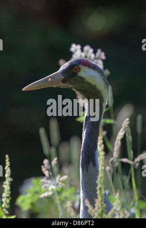 Gemeinsame oder eurasischer Kranich Grus Grus Stockfoto