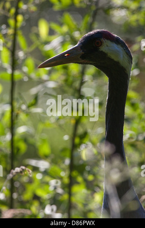 Gemeinsame oder eurasischer Kranich Grus Grus Stockfoto