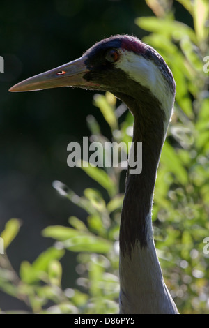 Gemeinsame oder eurasischer Kranich Grus Grus Stockfoto