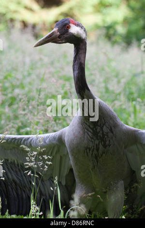 EURASISCHE Kranich Grus Grus. In Phasen der männlichen ""Ablenkung gebrochen Flügel Display". Versucht, die wahrgenommene Raubtier entfernt führen... Stockfoto