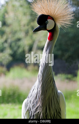 East African Grey gekrönter Kran (Balearica Regulorum Gibbericeps). Männliche Porträt. Stockfoto