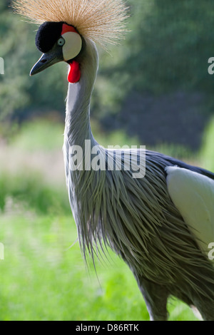 East African Grey gekrönter Kran (Balearica Regulorum Gibbericeps). Männliche Porträt. Stockfoto