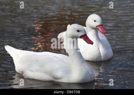 Coscoroba Schwäne (Coscoroba Coscoroba). Verteilung südliches Südamerika. Paar in Gefangenschaft gezüchtet. Stockfoto