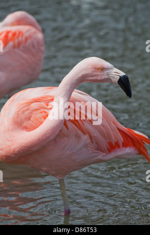 Chilenische Flamingo (Phoenicopterus Chilensis). Kopf und Nacken, Bürzel übergreifen. Stehend und ruht auf einem Bein und Fuß. Stockfoto