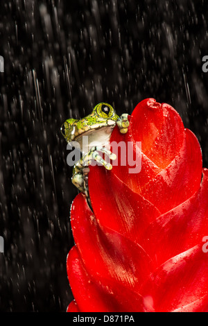 Peacock Laubfrosch auf Anlage Stockfoto