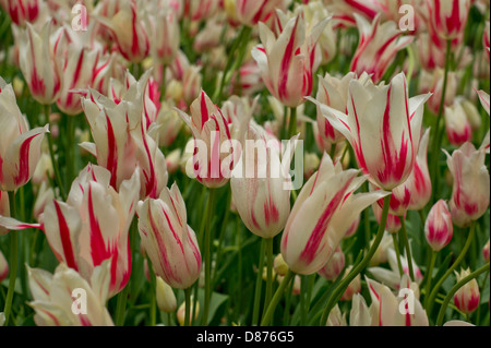 Gestreift rote-weiße Marilyn Lilie Tulpen Stockfoto