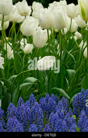 Blaue Trauben Hyazinthen und weiße Tulpen Stockfoto