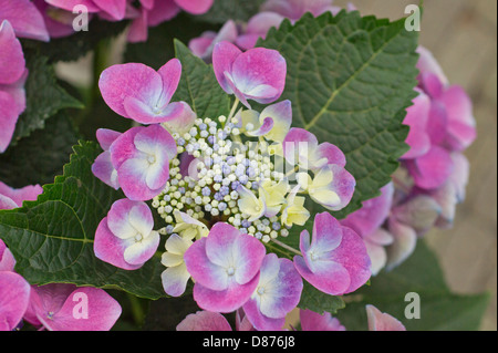 Blau und lila Hortensia Stockfoto
