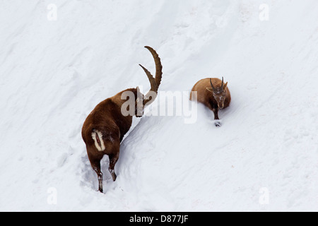 Alpensteinbock (Capra Ibex) männlichen folgenden Frau in der Hitze am Berghang im Tiefschnee im Winter während der Brunftzeit Stockfoto