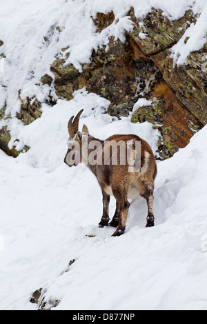 Alpensteinbock (Capra Ibex) juvenile Männchen Nahrungssuche in Felswand auf Berg im Schnee im Winter in den Alpen Stockfoto