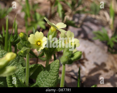 Schlüsselblume, echte Schlüsselblume / Primula Elatior / Hohe Schlüsselblume, Wald-Schlüsselblume Stockfoto