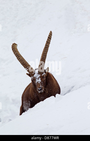 Alpensteinbock (Capra Ibex) männlich mit langen Hörnern stapfte durch den Tiefschnee am Berghang im Winter in den Alpen Stockfoto