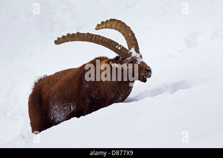 Alpensteinbock (Capra Ibex) männlich mit langen Hörnern stapfte durch den Tiefschnee am Berghang im Winter in den Alpen Stockfoto