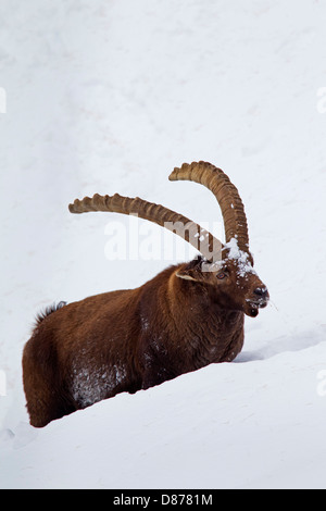 Alpensteinbock (Capra Ibex) männlich mit langen Hörnern stapfte durch den Tiefschnee am Berghang im Winter in den Alpen Stockfoto