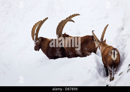 Drei Alpensteinbock (Capra Ibex) Männer mit langen Hörnern stapfte durch den Tiefschnee am Berghang im Winter in den Alpen Stockfoto