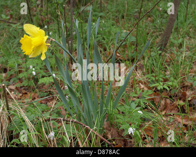 wilde Narzissen, Fastenzeit Lilie / Narcissus Pseudonarcissus / Gelbe Narzisse, Osterglocke Stockfoto