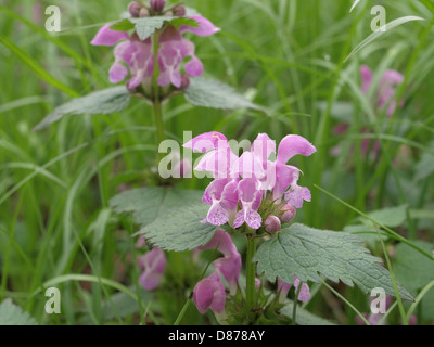 Spotted Taubnessel / Lamium Maculatum / Gefleckte Taubmessel Stockfoto