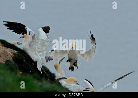 Ein Basstölpel (Morus Bassanus) landet unter einer überfüllten Gruppe von Basstölpel; Sie sind Rasen für den Nestbau zu sammeln. Stockfoto