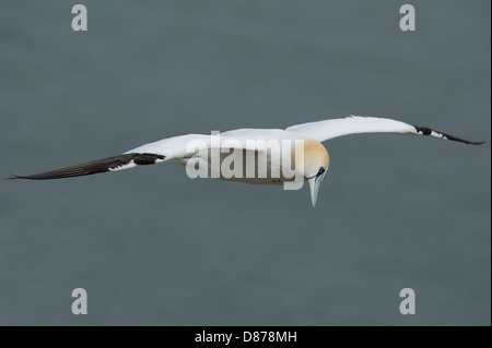 Eine einsame wilde Basstölpel (Morus Bassanus) ausgestreckt eine britische Seevogel, hoch über der Nordsee mit Flügeln. Stockfoto