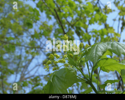 Blüten an Bergahorn / Acer Pseudoplatanus / Blüten am Berg-Ahorn Stockfoto