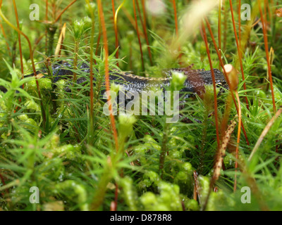 alpestris / Ichthyosaura Alpestris / Bergmolch Stockfoto