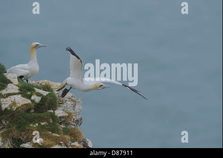 Ein umwerben paar Basstölpel (Sula Bassana; Morus Bassanus); man fliegt als andere Uhren. Stockfoto