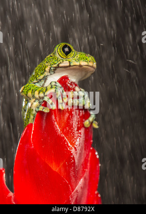 Peacock Laubfrosch auf Anlage Stockfoto