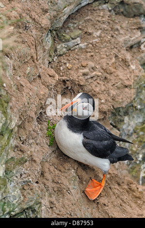 Ein Papageitaucher (Fratercula Arctica) sucht, thront auf einem steilen Felsvorsprung Seite. Stockfoto