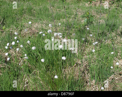Fruchtstand von Hare´s-Tail Wollgras / Wollgras Vaginatum / Scheiden-Wollgras Stockfoto