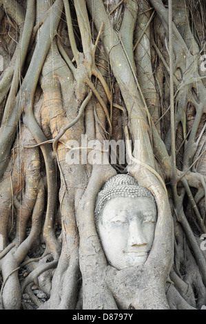 Leiter der Sandstein Buddha in Baumwurzel im Tempel Wat Mahathat, Ayutthaya, Thailand Stockfoto