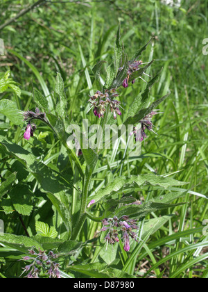 Gemeinsamen Beinwell / Symphytum Officinale / Echter Beinwell Stockfoto