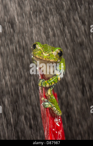 Peacock Laubfrosch auf Anlage Stockfoto