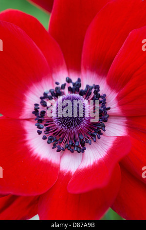 Anemone Coronaria 'Harmonie scarlet'. Windflower Stockfoto