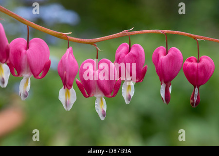 Lamprocapnos Spectabilis. Tränendes Herz Blumen Stockfoto