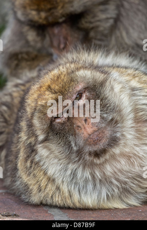 Berberaffe - Weibchen von einem alpha-Männchen präparierte Stockfoto