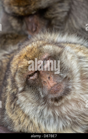 Berberaffe - Weibchen von einem alpha-Männchen präparierte Stockfoto