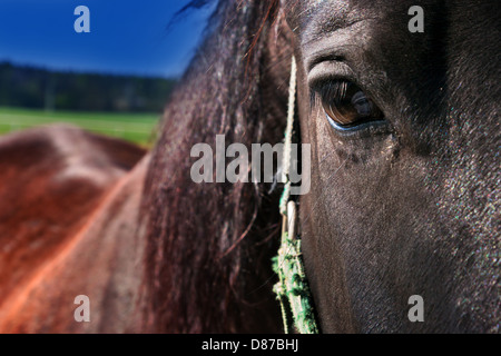 braune Pferd - Detail des Kopfes mit einem aufrichtigen Blick Stockfoto